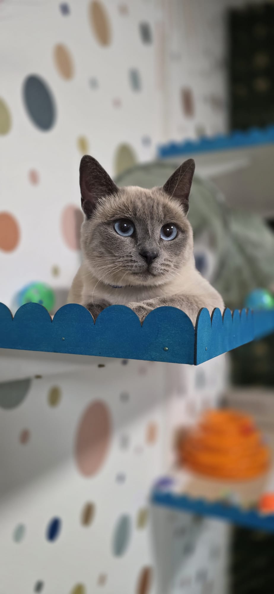 Pisică la Neko Studio