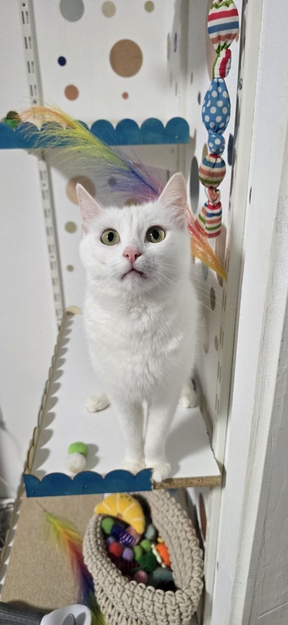 Pisică la Neko Studio