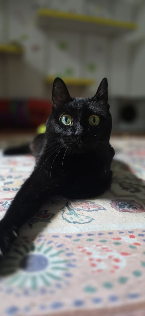 Pisică la Neko Studio