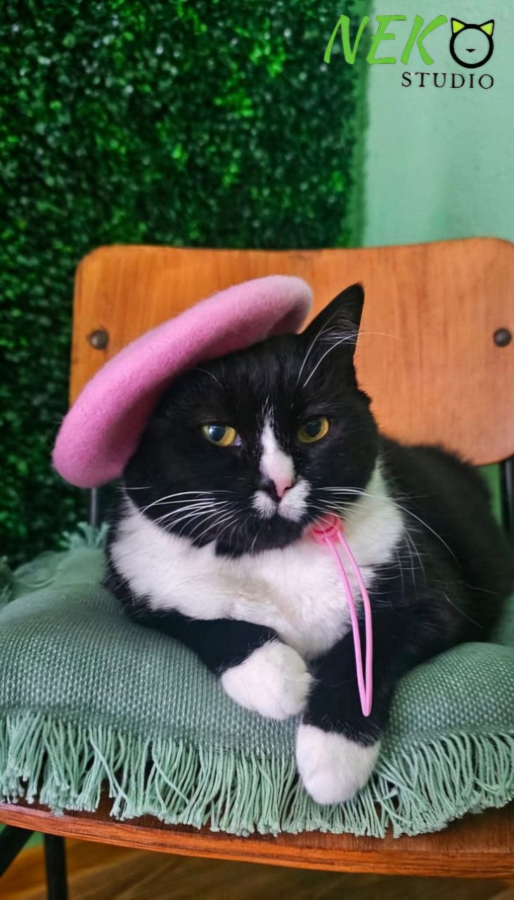 Pisică la Neko Studio