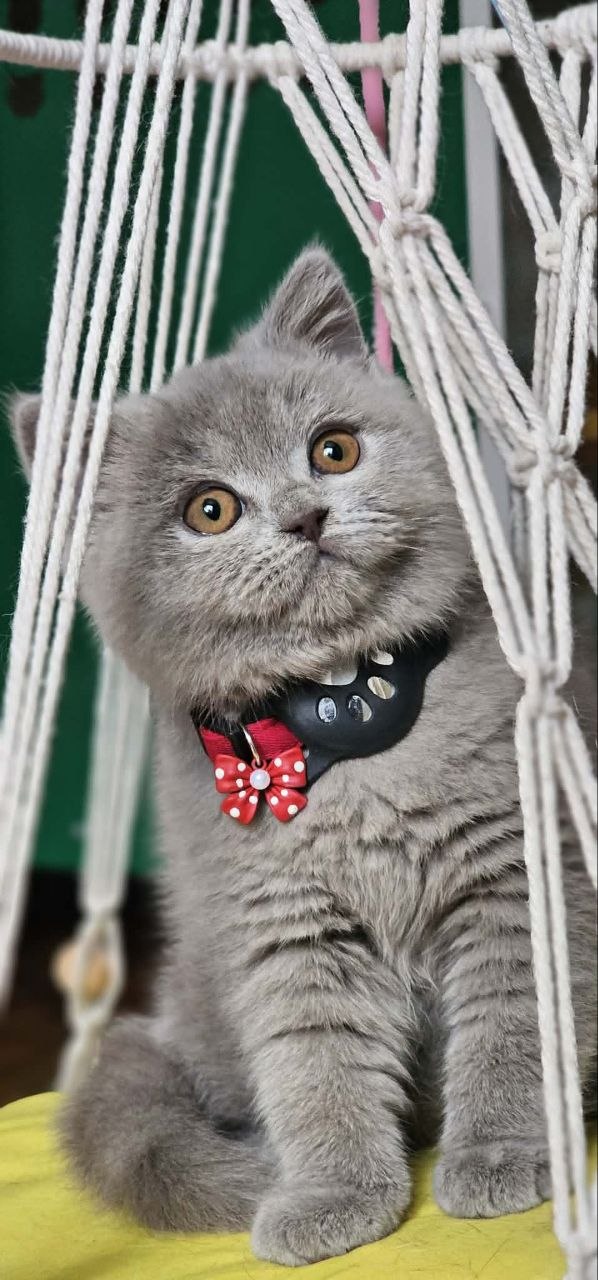 Pisică la Neko Studio